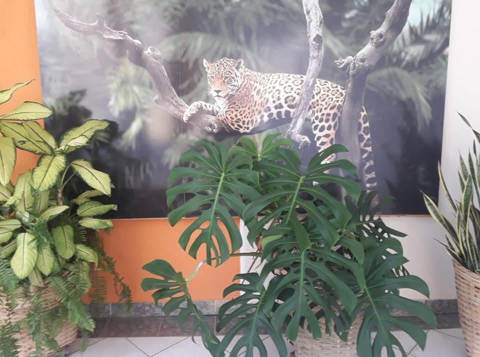 Hotel Pousada And Safari 쿠이아바 외부 사진