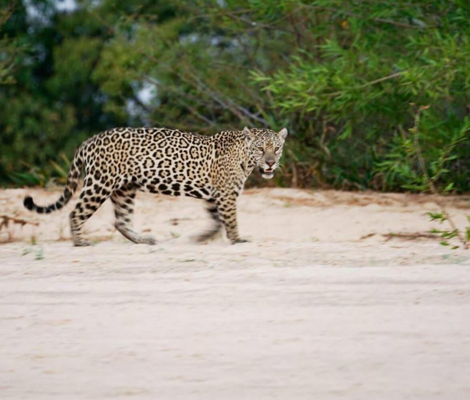 Hotel Pousada And Safari 쿠이아바 외부 사진